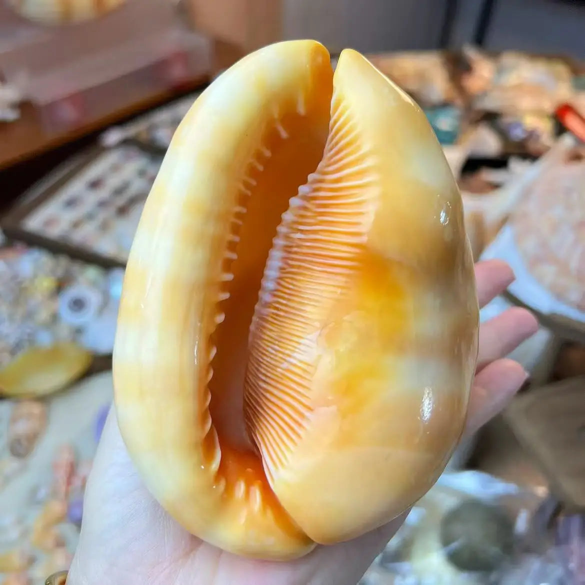 1PC Golden Wanbao Conch Shell - Luxury Aquarium Centerpiece for Fish Tank, Premium Ocean Collection Artifact, Christmas Ornament