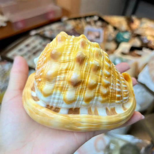 1PC Golden Wanbao Conch Shell - Luxury Aquarium Centerpiece for Fish Tank, Premium Ocean Collection Artifact, Christmas Ornament
