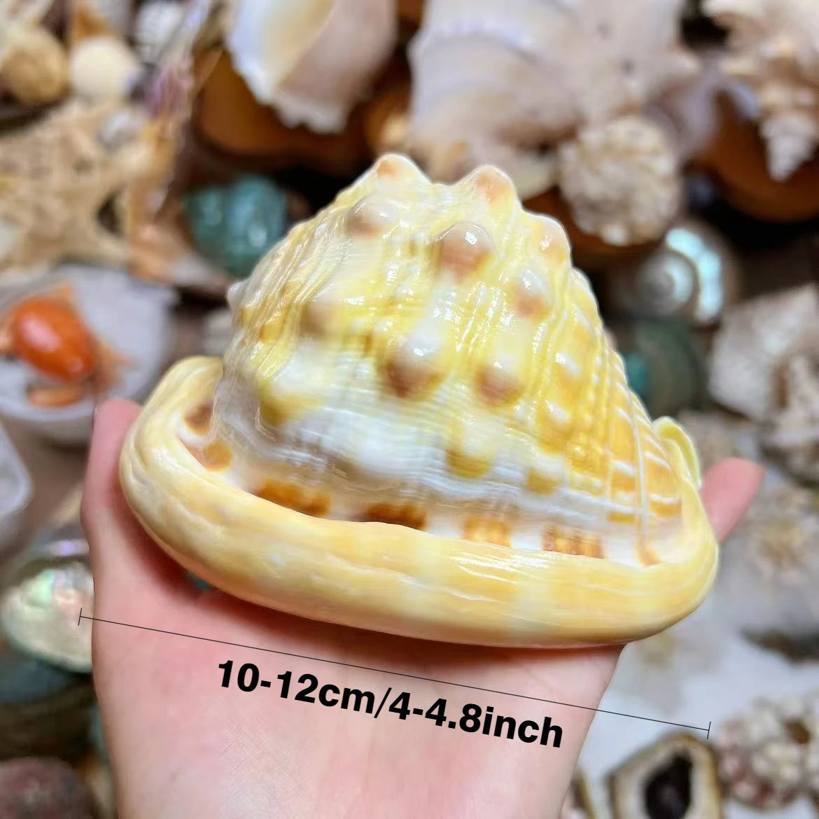 1PC Golden Wanbao Conch Shell - Luxury Aquarium Centerpiece for Fish Tank, Premium Ocean Collection Artifact, Christmas Ornament