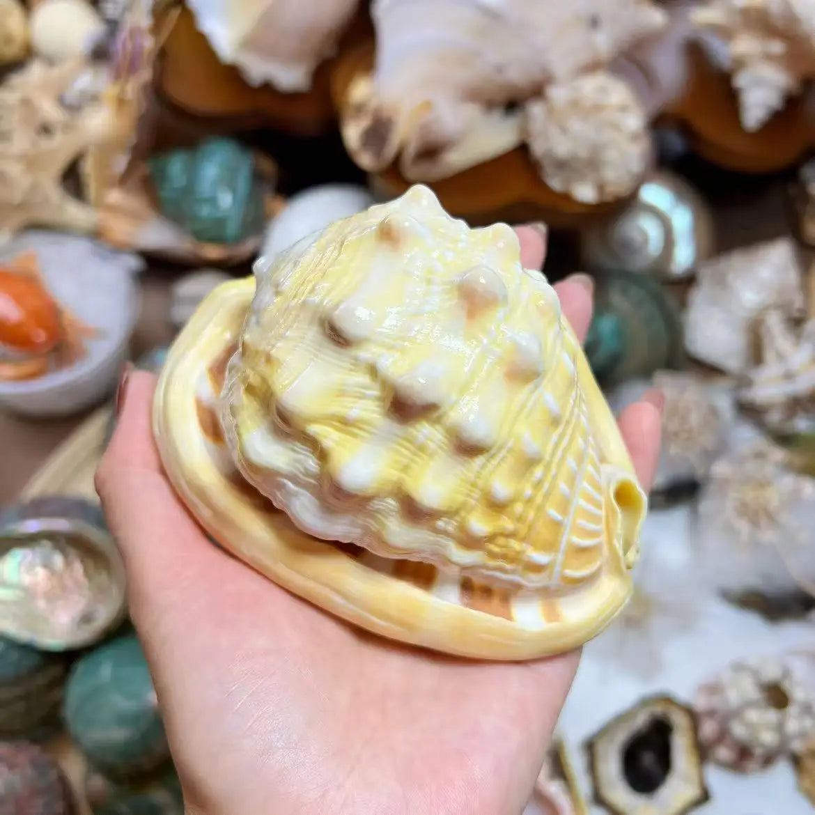 1PC Golden Wanbao Conch Shell - Luxury Aquarium Centerpiece for Fish Tank, Premium Ocean Collection Artifact, Christmas Ornament