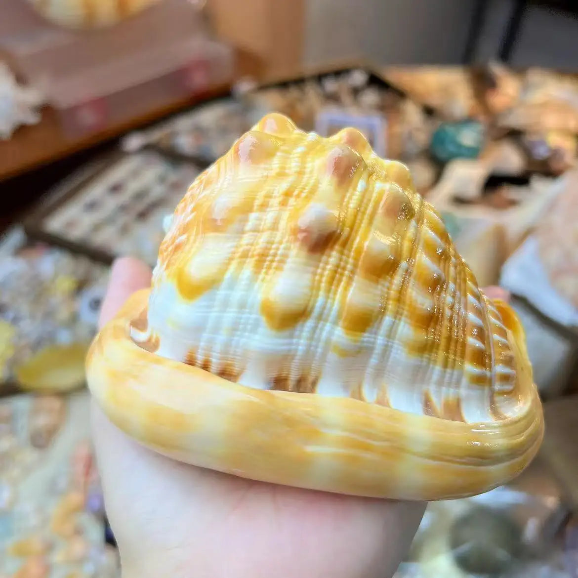 1PC Golden Wanbao Conch Shell - Luxury Aquarium Centerpiece for Fish Tank, Premium Ocean Collection Artifact, Christmas Ornament